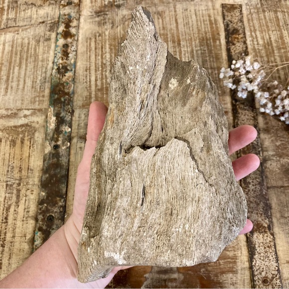 Coral Fossil Chunk 2lbs 8oz Light Grey Color Neutral Decor - Picture 10 of 13